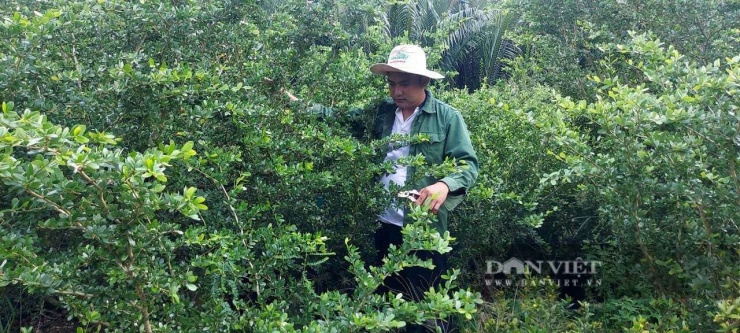 Anh Lê Tấn Thanh Bình, xã Bình Ninh, tỉnh Đồng Tháp (địa phận huyện Chợ Gạo, tỉnh Tiền Giang trước đây) trong khu vườn phôi linh sam,. Ảnh: T.Đ