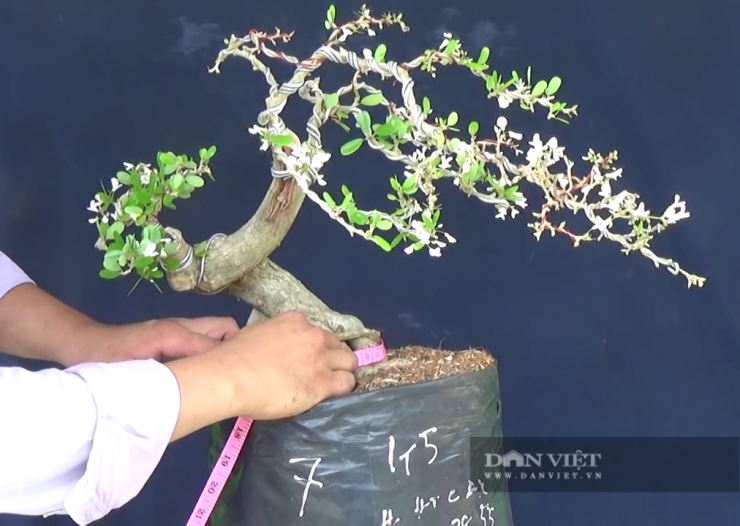 Anh Bình làm "lý lịch" cho linh sam bon sai. Ảnh: T.Đ