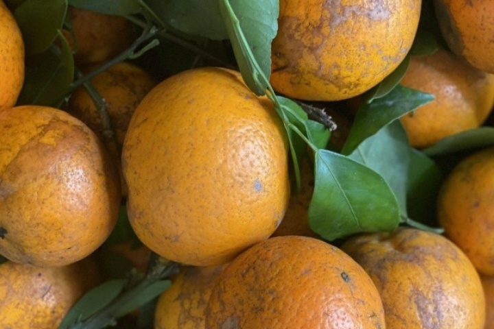 Loại quýt rám đang bán đầy chợ Việt có gì đặc biệt mà khiến chị em yêu thích đến mấy?