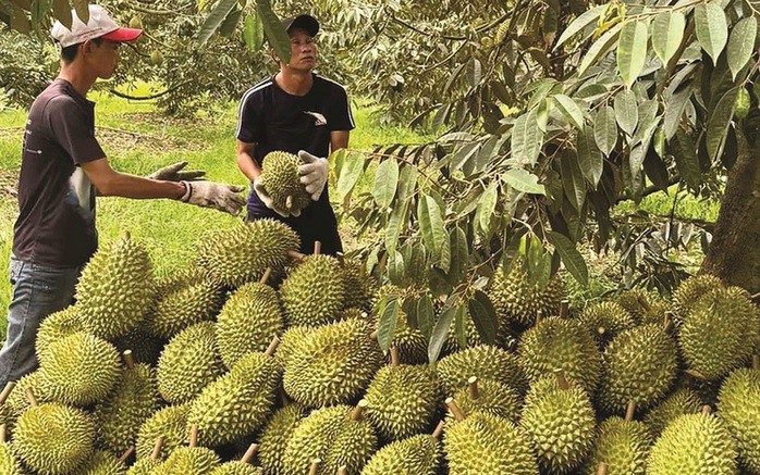 Dự báo giá sầu riêng có triển vọng tăng trưởng tốt