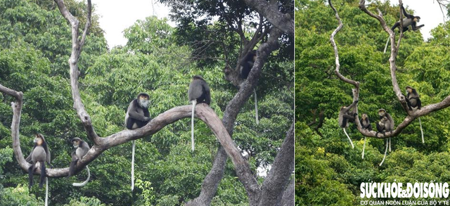 Vườn quốc gia Núi Chúa không chỉ có cảnh quan đẹp mà còn là nơi sinh sống của nhiều loài động, thực vật quý hiếm. Đặc biệt, sự xuất hiện của những "gia đình" loài voọc chà vá chân đen (Pygathrix nigripes) đã thu hút sự quan tâm lớn của giới khoa học.