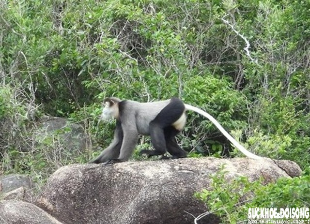 Voọc chà vá chân đen là loài linh trưởng đặc hữu của vùng Đông Dương và là một trong những loài linh trưởng nguy cấp (EN).