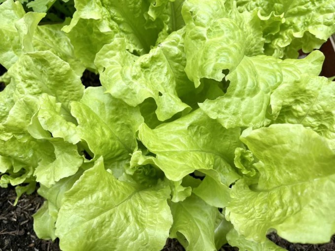 Vườn rau trong biệt thự nhà Diệu Hương ở Mỹ - 6