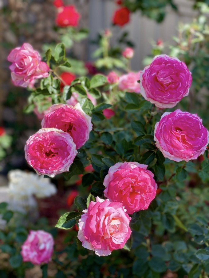 Vườn rau trong biệt thự nhà Diệu Hương ở Mỹ - 8