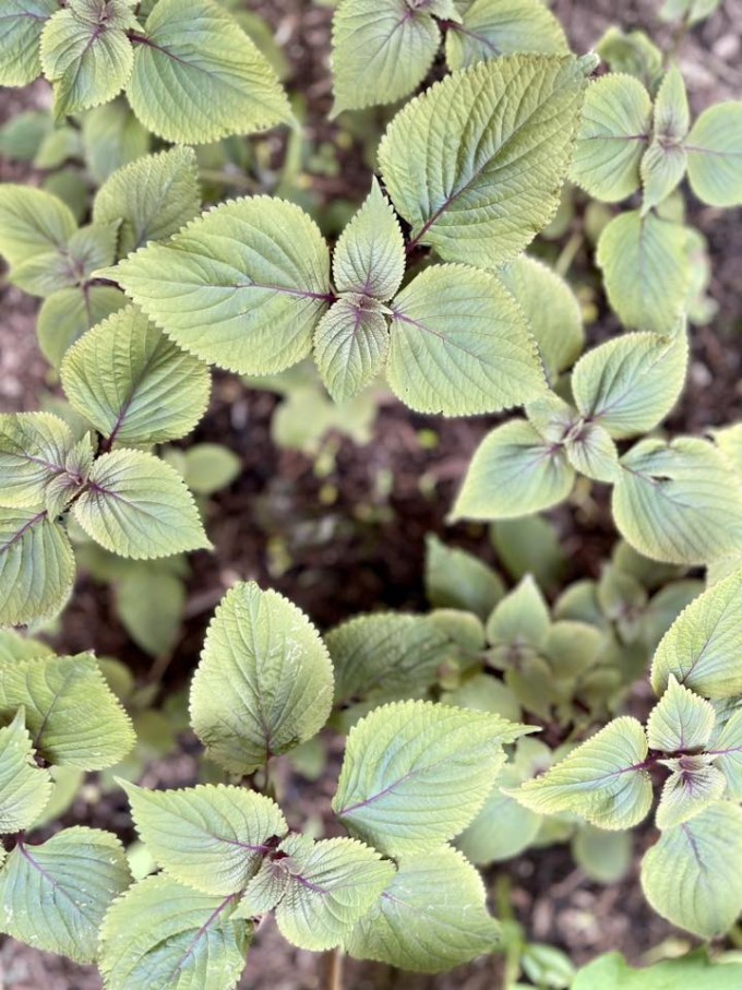 Vườn rau trong biệt thự nhà Diệu Hương ở Mỹ - 5