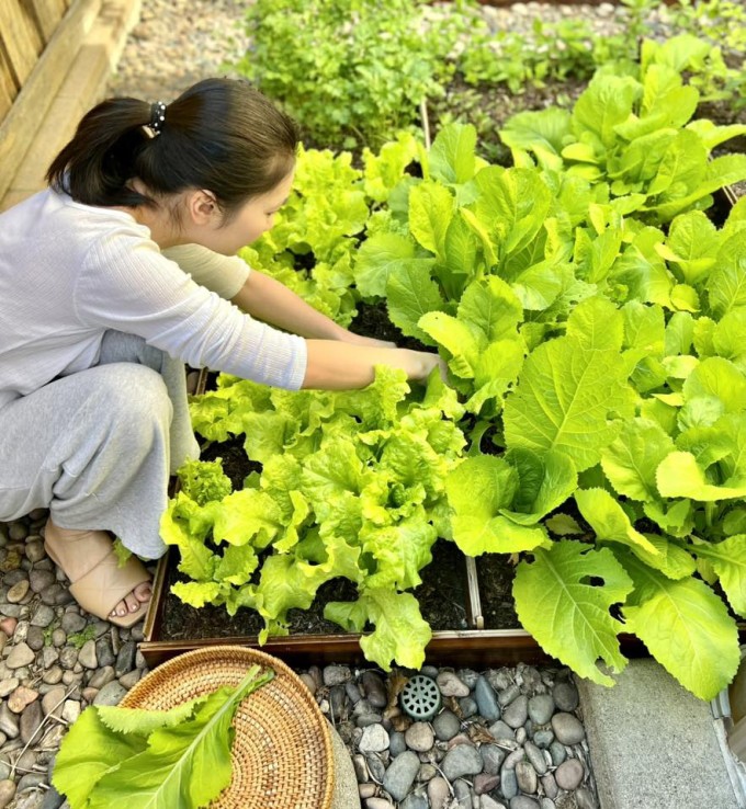 Vườn rau trong biệt thự nhà Diệu Hương ở Mỹ - 3