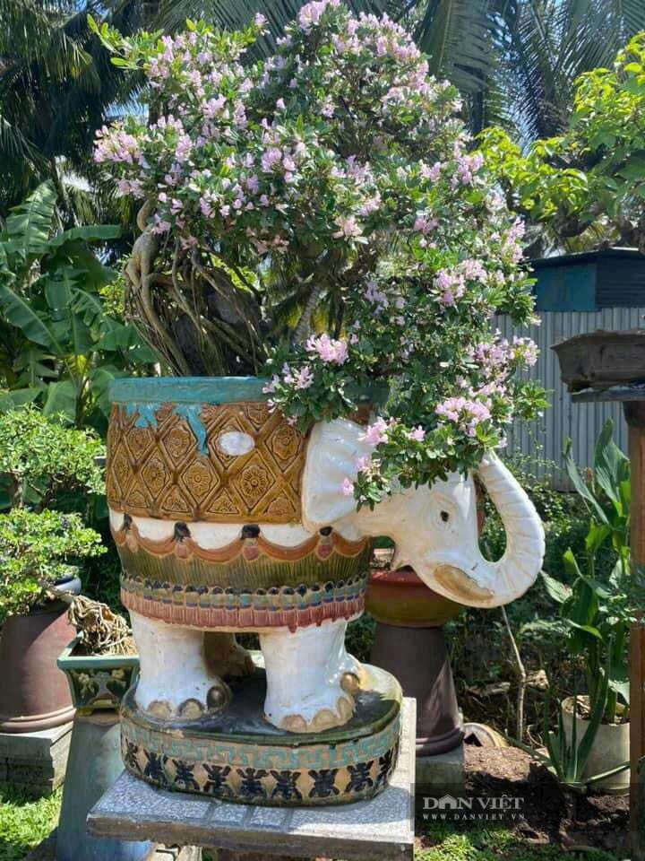 Một sản phẩm linh sam bonsai của anh Bình đã được gắn mã QR. Ảnh: T.Đ