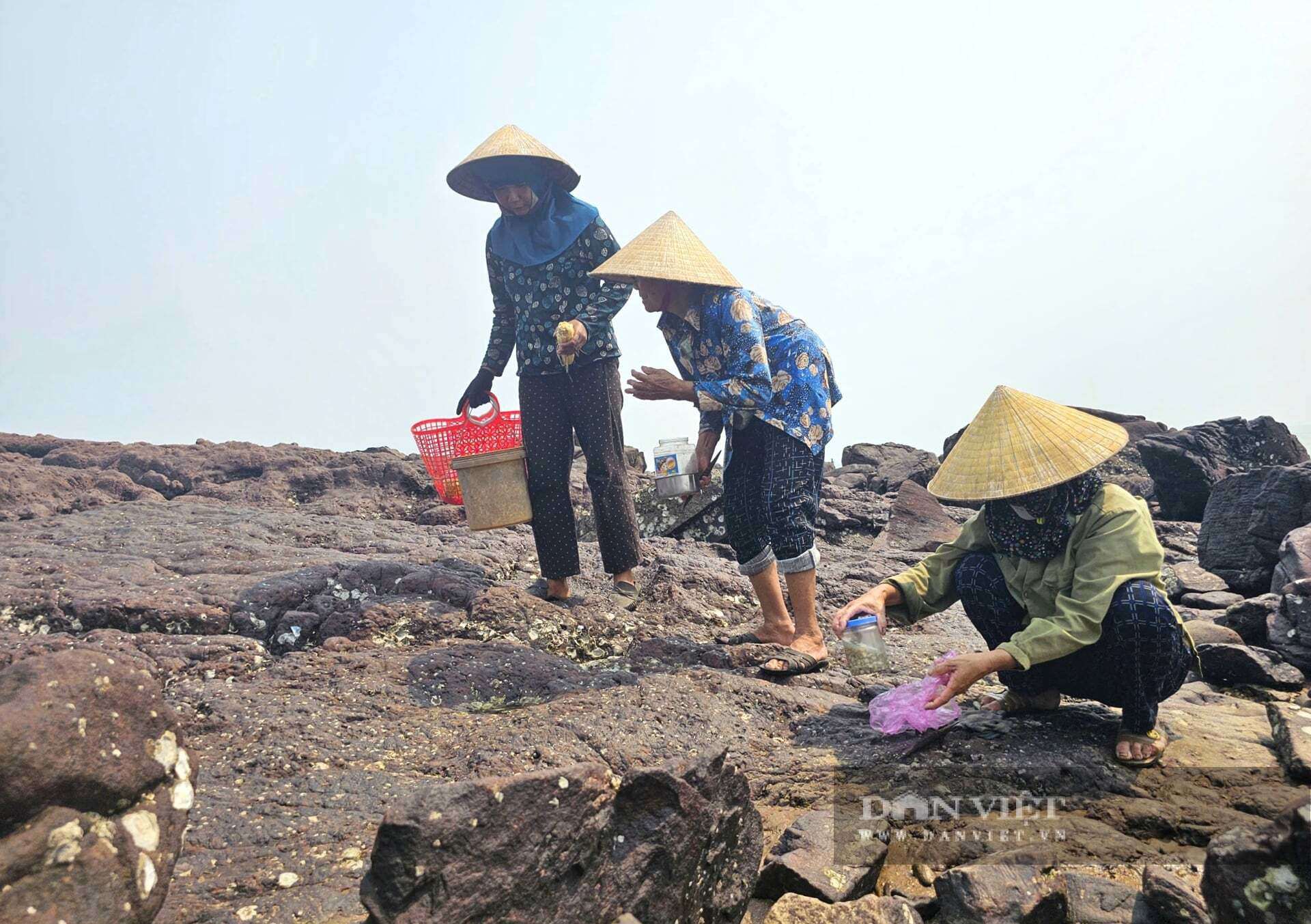 Bãi đá đẹp như phim lộ ra sau khi thủy triều rút đi, đây cũng là nơi mưu sinh của nhiều phụ nữ ở xã Hải Lộc, tỉnh Nghệ An bằng nghề độc lạ. Ảnh: N.T