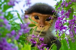 Hoa thàn mát nhuộm tím bán đảo Sơn Trà mùa tháng tư