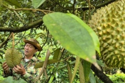 Giá sầu riêng có nơi chỉ còn 25.000 đồng/kg