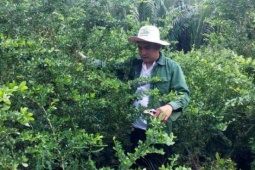 Làm "căn cước" cho linh sam bonsai, trai làng Tiền Giang, nay là tỉnh Đồng Tháp đưa cây kiểng đi bán khắp nơi