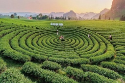 Ngắm những đồi chè tuyệt đẹp dưới chân đèo Pha Đin