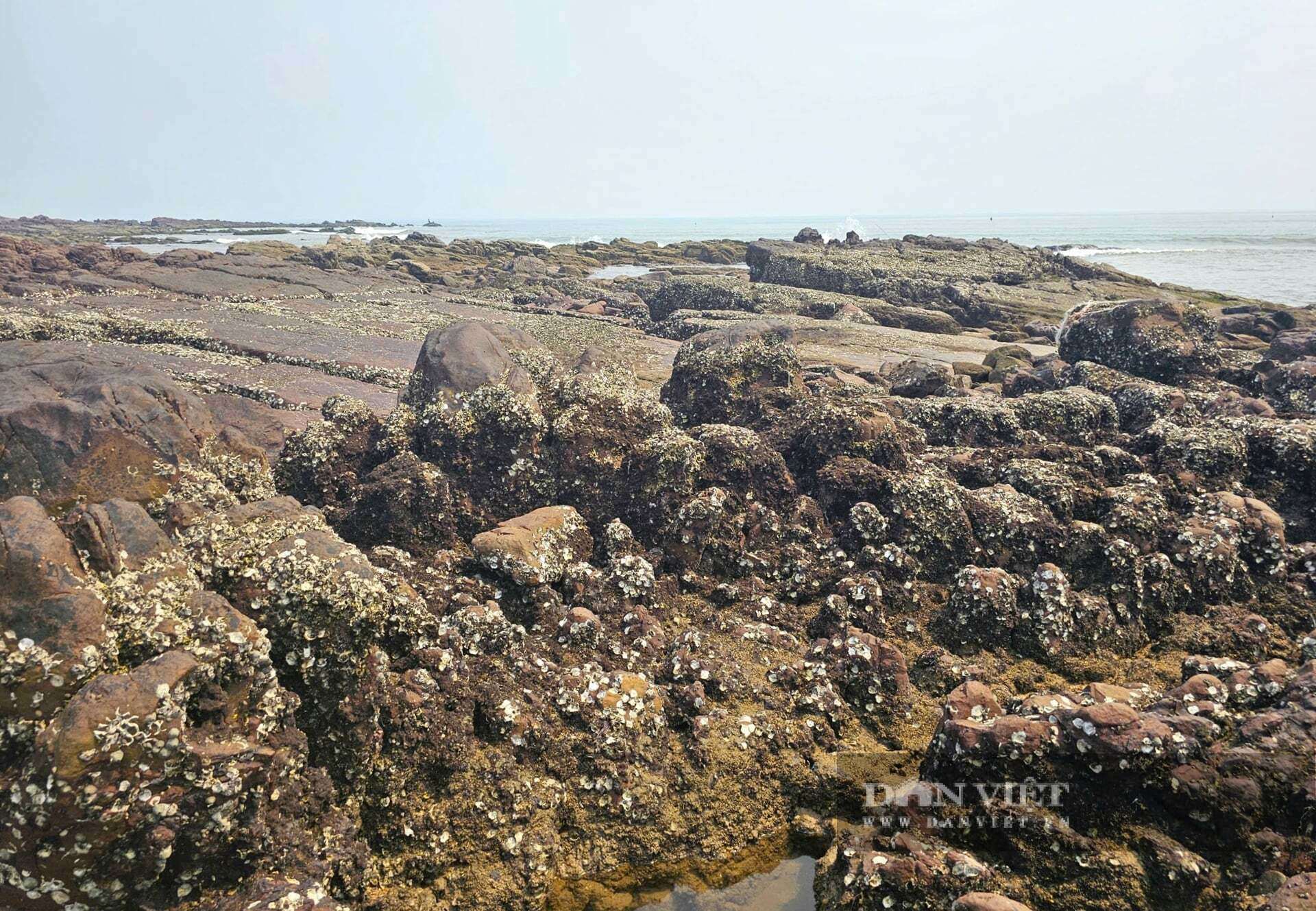 Bãi đá đẹp như phim lộ ra sau khi thủy triều rút đi, đây cũng là nơi mưu sinh của nhiều phụ nữ ở xã Hải Lộc, tỉnh Nghệ An bằng nghề độc lạ. Ảnh: N.T