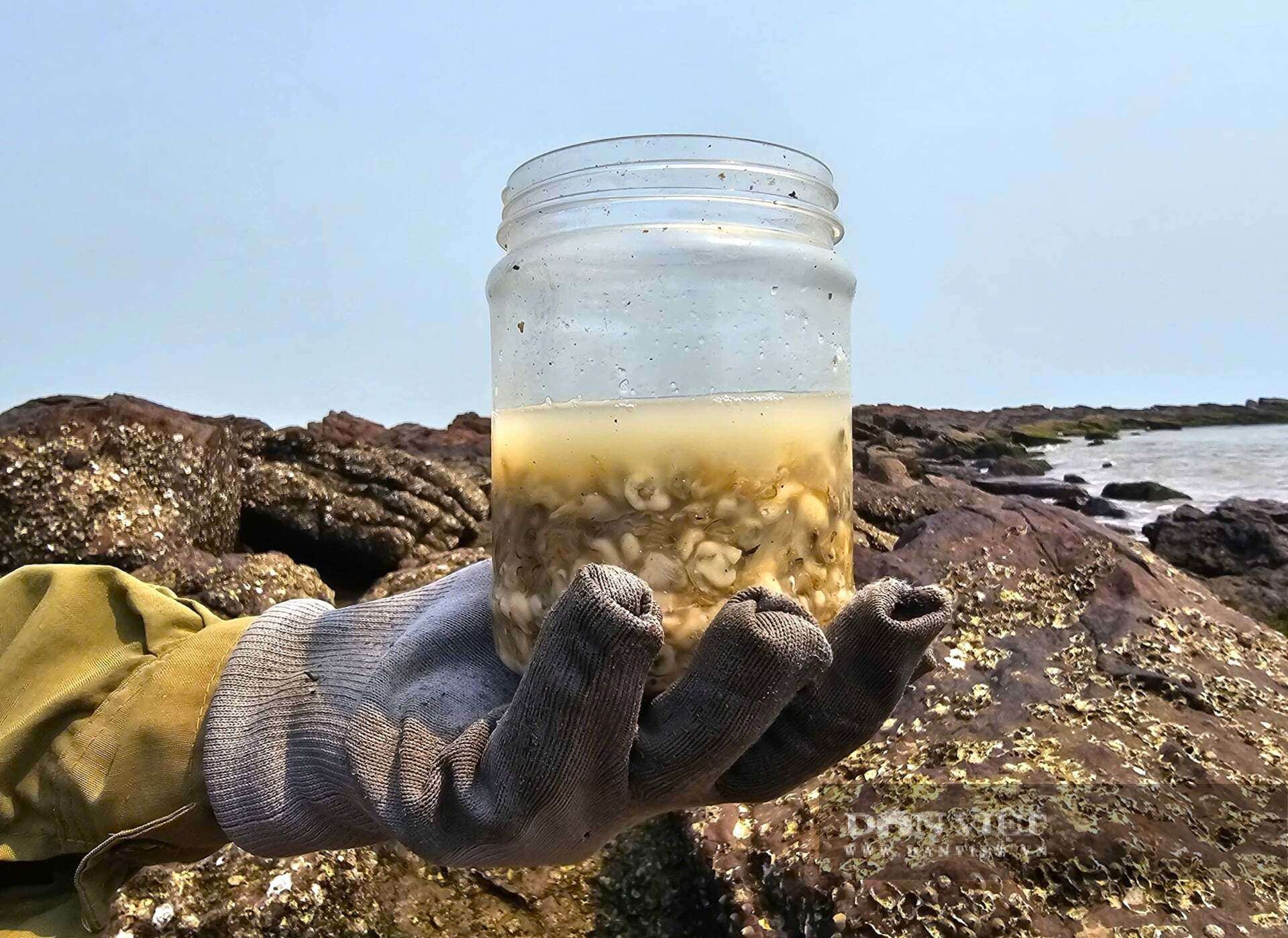 Mỗi ngày, người dân ở xã Hải Lộc, tỉnh Nghệ An dùng có thể thu hoạch được khoảng 1kg hàu tự nhiên. Loại hàu này thơm, ngon, ngọt nên được người tiêu dùng "săn đón". Ảnh: N.T&nbsp;