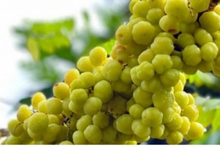 Quả ăn vặt đặc sản khoái khẩu có giá tới 180.000 đồng/kg