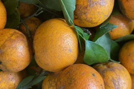 Loại quýt rám đang bán đầy chợ Việt có gì đặc biệt mà khiến chị em yêu thích đến mấy?