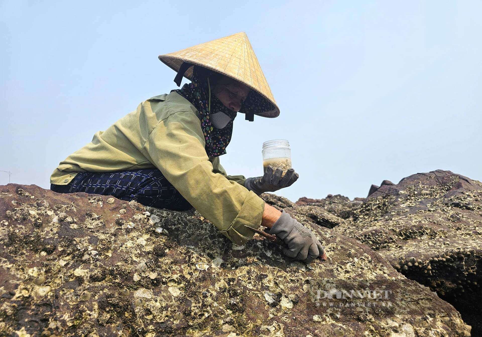 Mỗi ngày, người dân ở xã Hải Lộc, tỉnh Nghệ An dùng có thể thu hoạch được khoảng 1kg hàu tự nhiên. Loại hàu này thơm, ngon, ngọt nên được người tiêu dùng "săn đón". Ảnh: N.T&nbsp;