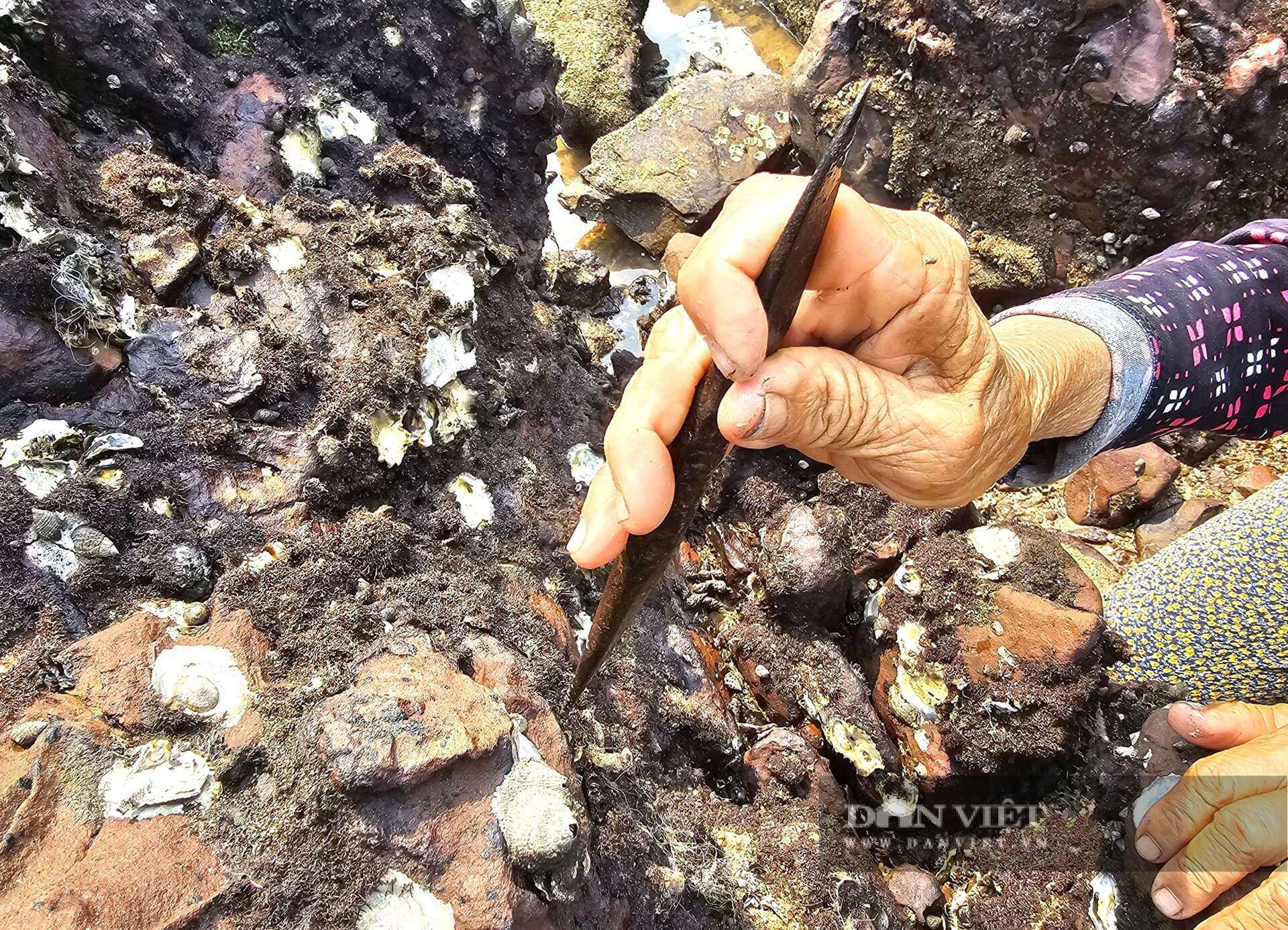 Mỗi ngày, người dân ở xã Hải Lộc, tỉnh Nghệ An dùng có thể thu hoạch được khoảng 1kg hàu tự nhiên. Loại hàu này thơm, ngon, ngọt nên được người tiêu dùng "săn đón". Ảnh: N.T&nbsp;