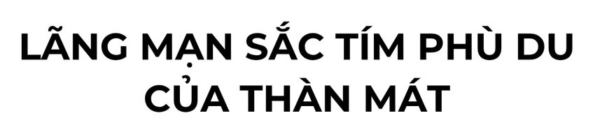 Hoa thàn mát nhuộm tím bán đảo Sơn Trà mùa tháng tư - 1