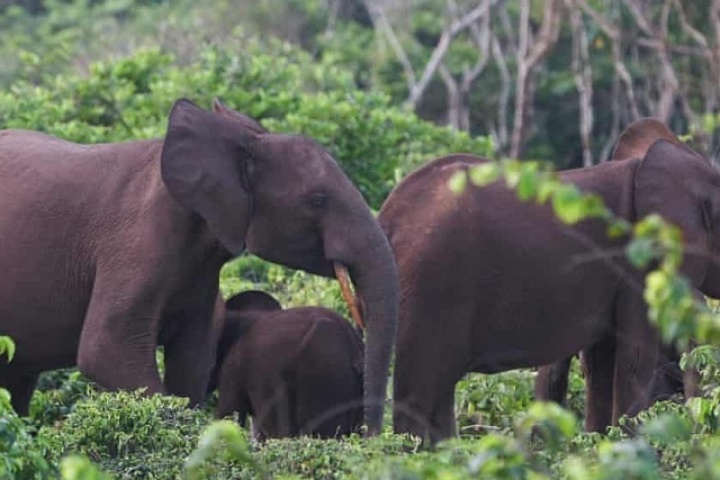 Triệu phú Mỹ bị voi giẫm chết khi đi săn
