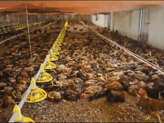 Chập điện khiến trang trại gà hơn 5.000 con chết ngạt