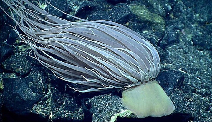 Các nhà khoa học đã tiết lộ rằng "quả trứng vàng" thực chất là phần gốc của một loài hải quỳ khổng lồ sống ở vùng biển sâu có tên là Relicanthus daphneae. (Ảnh: Dailymail)