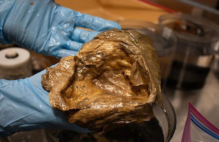 Bí ẩn về "quả trứng vàng" được tìm thấy dưới đáy Vịnh Alaska cuối cùng đã được giải đáp. (Ảnh: Dailymail)