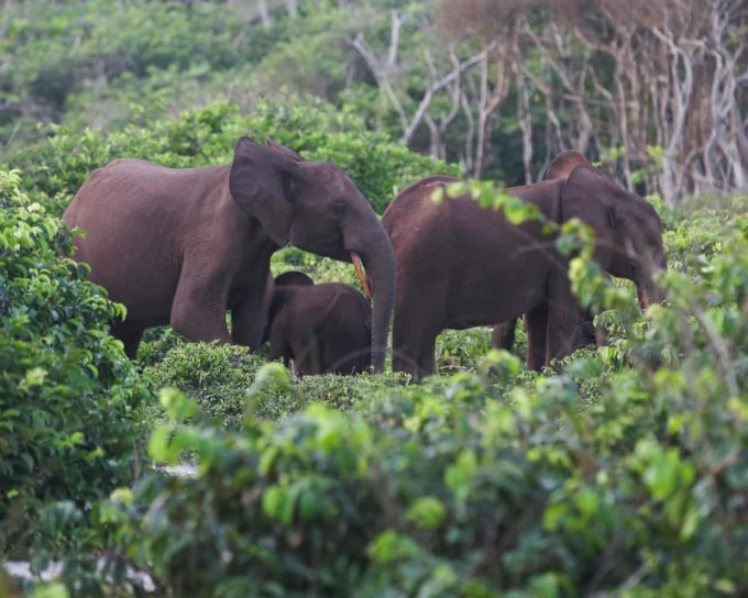 Voi trong rừng Gabon hồi tháng 3/2022. Ảnh: AFP