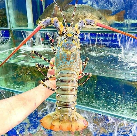 Tôm hùm nên được chọn mua tại những chợ, siêu thị hoặc cửa hàng bán hải sản lớn, uy tín để đảm bảo nguồn gốc xuất xứ và chất lượng.