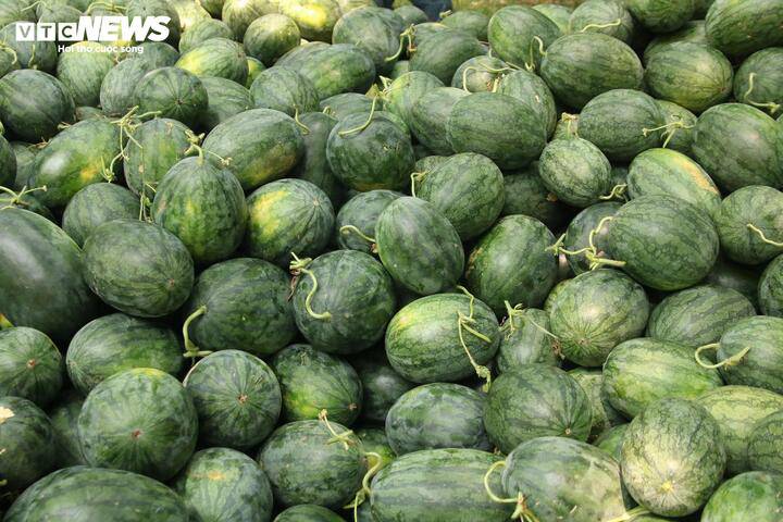 Dù giống dưa ở xã Nam Trạch (Quảng Trị) cho quả to, ngon ngọt nhưng liên tiếp mất giá làm người nông dân lỗ triền miên.