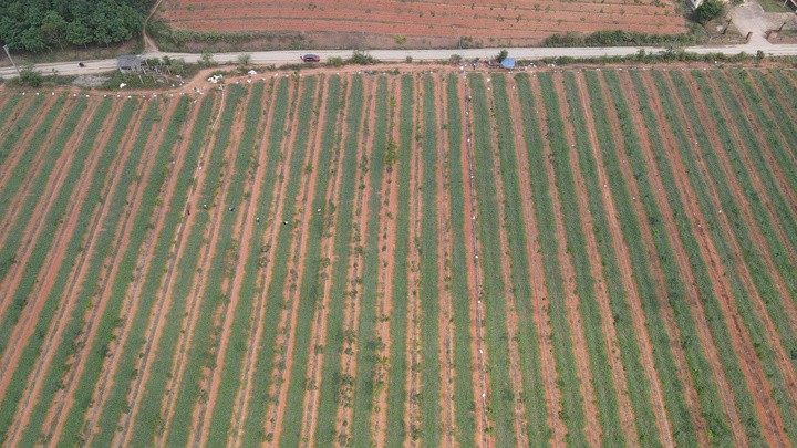 Xã Nam Trạch là 1 trong những vựa dưa hấu lớn nhất tỉnh Quảng Trị với tổng diện tích trồng gần 300 ha.