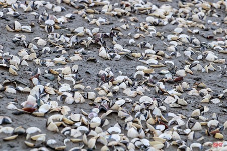 Ngao chết dày đặc, phần thịt bên trong đã phân hủy, cần được xử lý sơm để không ảnh hưởng đến môi trường (Ảnh: BHT)