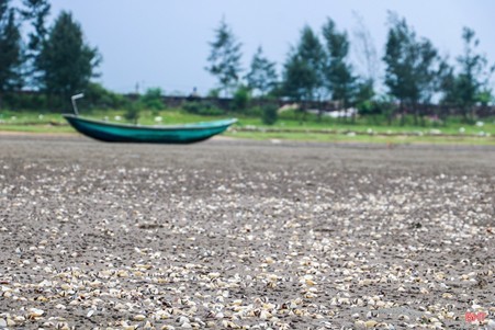 Bãi ngao chết giày đặc đã bốc mùi hôi thối