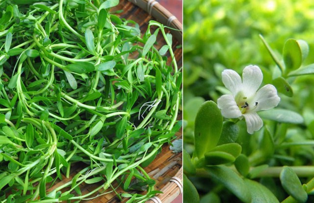 Rau đắng mọc dại được chế biến nhiều món ngon tốt cho sức khỏe.