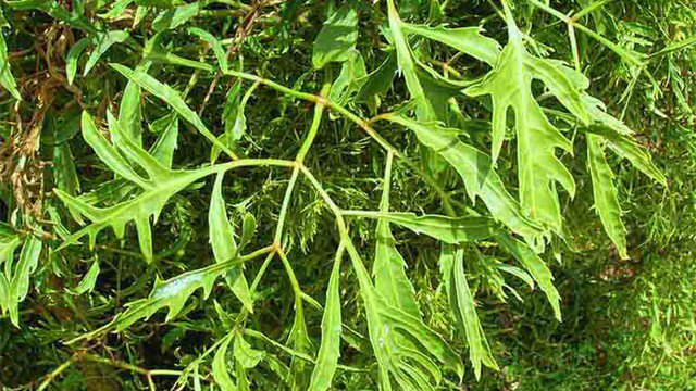 Kết hợp lá cúc tần và lá đinh lăng là một phương pháp dân gian hiệu quả trong việc hỗ trợ điều trị sỏi thận.
