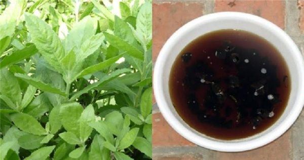 Uống nước cốt từ lá cúc tần tươi là một phương pháp dân gian giúp lợi tiểu, bào mòn và hỗ trợ đẩy sỏi thận ra ngoài.
