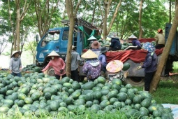 Giá dưới 3.000 đồng/kg, nông dân vựa dưa hấu lớn nhất Quảng Trị lỗ triền miên