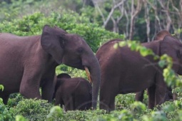 Triệu phú Mỹ bị voi giẫm chết khi đi săn