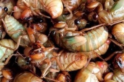 Ăn 2 con ve sầu, nam sinh sốc phản vệ phải cấp cứu lúc nửa đêm