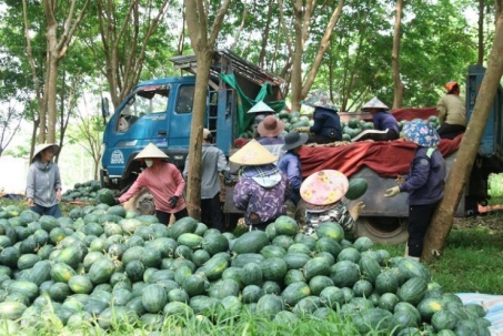 Giá dưới 3.000 đồng/kg, nông dân vựa dưa hấu lớn nhất Quảng Trị lỗ triền miên