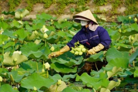 Trồng sen nở sớm, cặp vợ chồng Nghệ An bẻ bán giá tốt, thu tiền liền tay, có loại hoa sen Tịnh Đế hiếm gặp