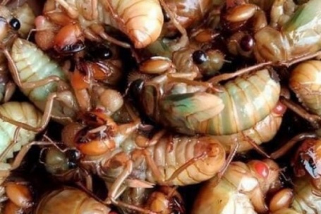 Ăn 2 con ve sầu, nam sinh sốc phản vệ phải cấp cứu lúc nửa đêm