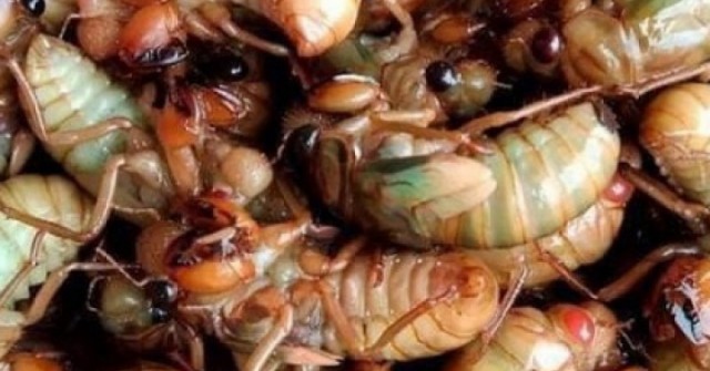 Ăn 2 con ve sầu, nam sinh sốc phản vệ phải cấp cứu lúc nửa đêm