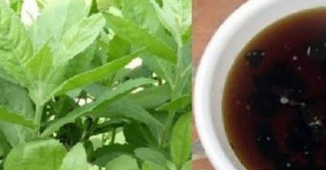 Cách dùng cây cúc tần trị sỏi thận an toàn, hiệu quả, được nhiều người áp dụng