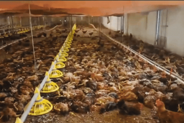 Chập điện khiến trang trại gà hơn 5.000 con chết ngạt