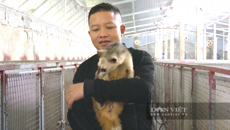 Mô hình nuôi chồn hương của anh Trần Hậu Tuệ - thôn Quần Ngọc, xã Gia Hanh (tỉnh Hà Tĩnh) bước đầu đang mang lại hiệu quả kinh tế cao. Ảnh: PV