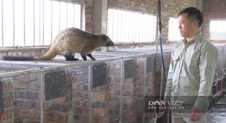 Theo kinh nghiệm người dân nuôi chồn hương, chuồng phải dọn sạch phân, nước tiểu hàng ngày vì chồn rất ưa sạch sẽ, nếu bẩn chúng dễ bị bệnh tiêu hóa. Ảnh: PV