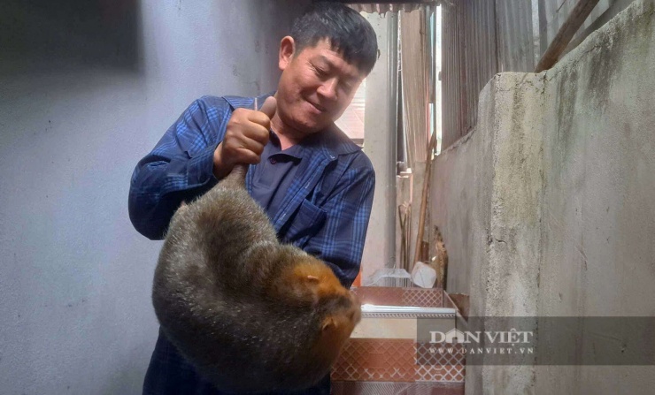 Ông Lê Văn An kiểm tra đàn dúi má đào được nuôi ngay trong ngôi nhà 3 tầng của gia đình. Ảnh: Phạm Hoài.