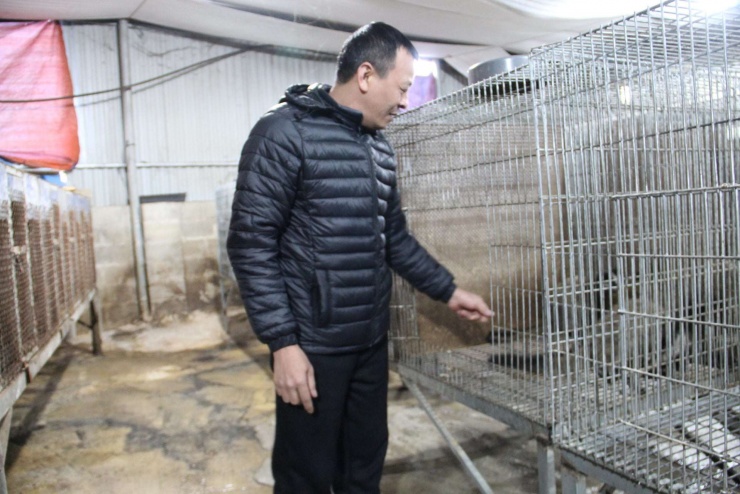 Anh Sang kiểm tra những chú cầy vòi mốc. Ảnh: Hoàng Tính