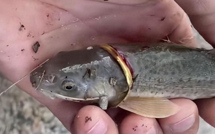 Cần thủ câu được con cá đeo nhẫn vàng trên cơ thể - 1